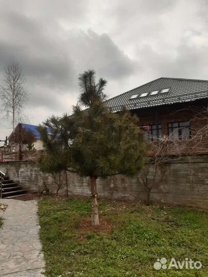 Спил деревьев,обрезка плодовых