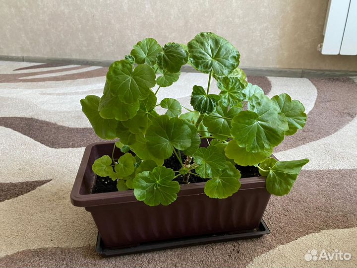 Герань от 100р