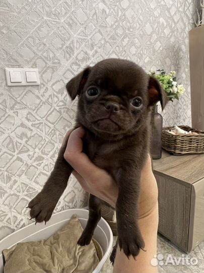 Супер мини чихуахуа