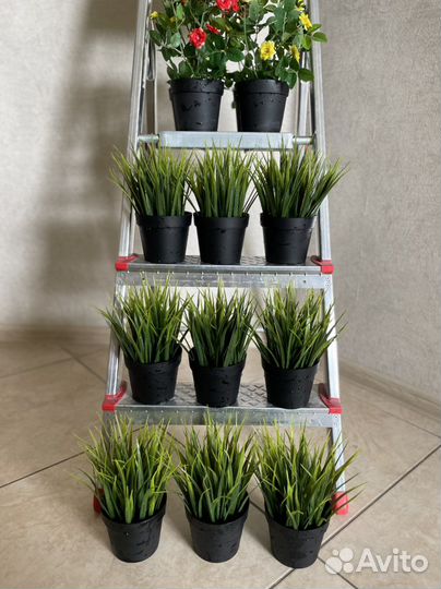 Цветы для интерьера