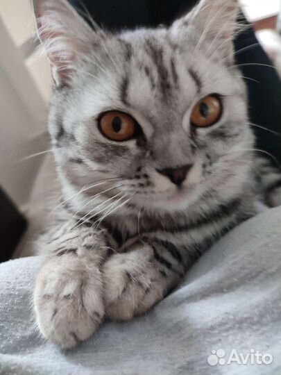 Британская