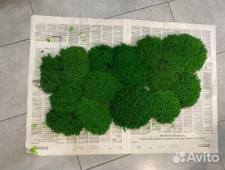 Стабилизированный мох от производителей
