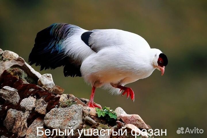 Фазаны разных видов