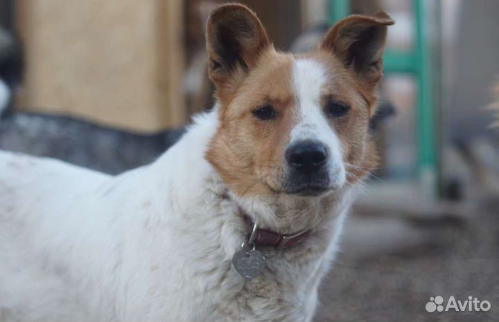 Собака Белка ищет дом