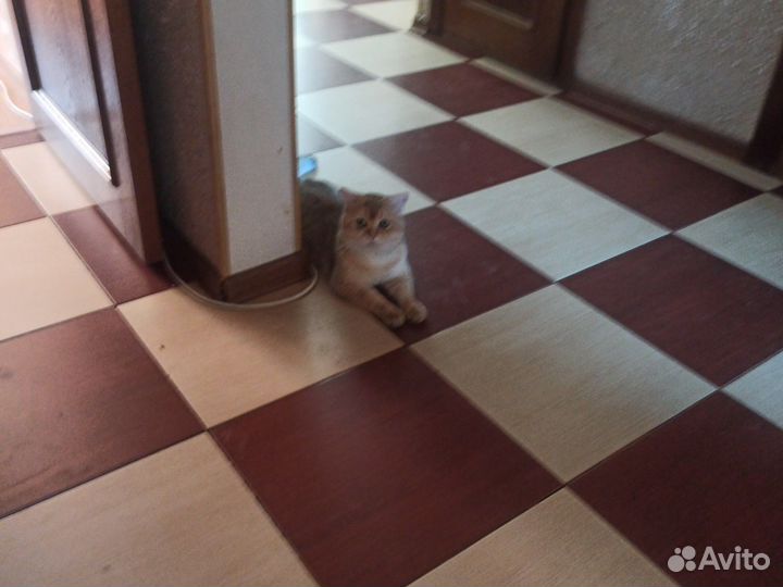 Отдам в добрые руки