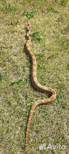 Фото со змеёй