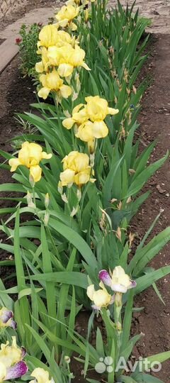 Ирисы жёлтые сортовые