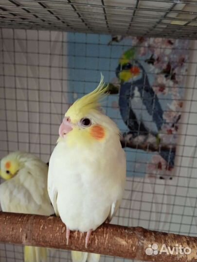 Птенцы попугая Корелла