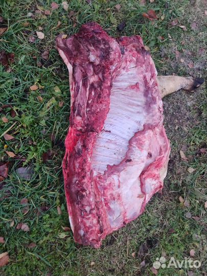 Поросенок Крупная Белая