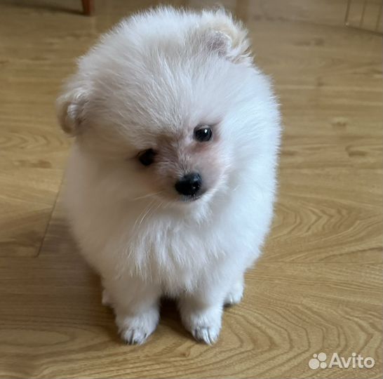 Померанский шпиц медвежьего типа