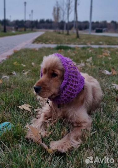 Шапка для собаки