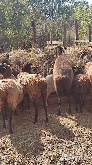 14шт.всех оптом.бараны овцы ягнята