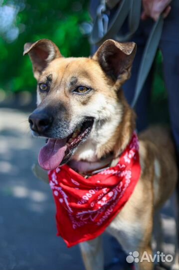 Собака Бивис активный и добрый из приюта