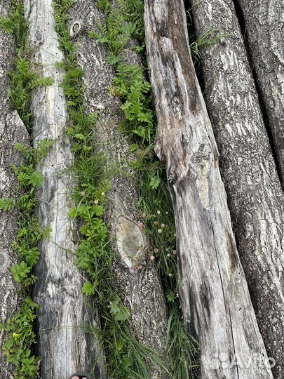 Лес кругляк дуб