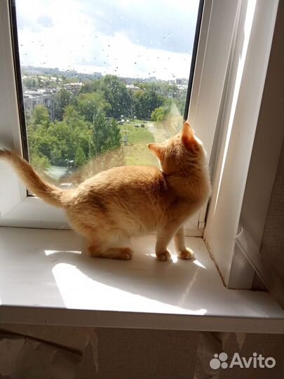 Шотландский кот вязка