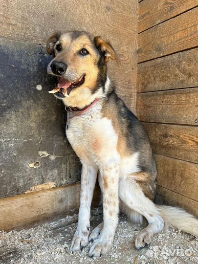 Собака из приюта