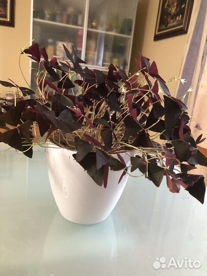 Кислица оксалис