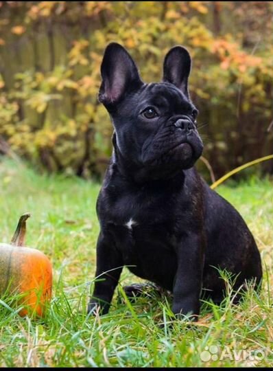 Ищем жениха француза, спокойная и добрая