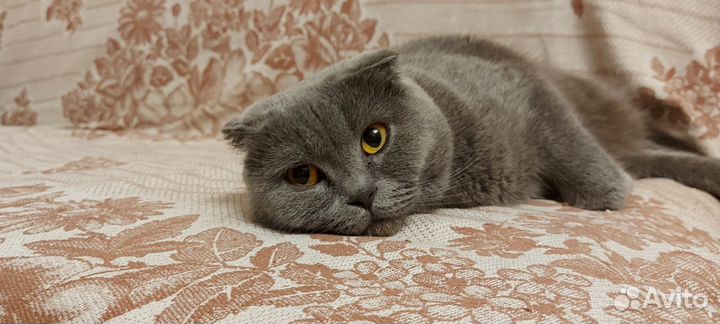 Шотландская вислоухая кошка