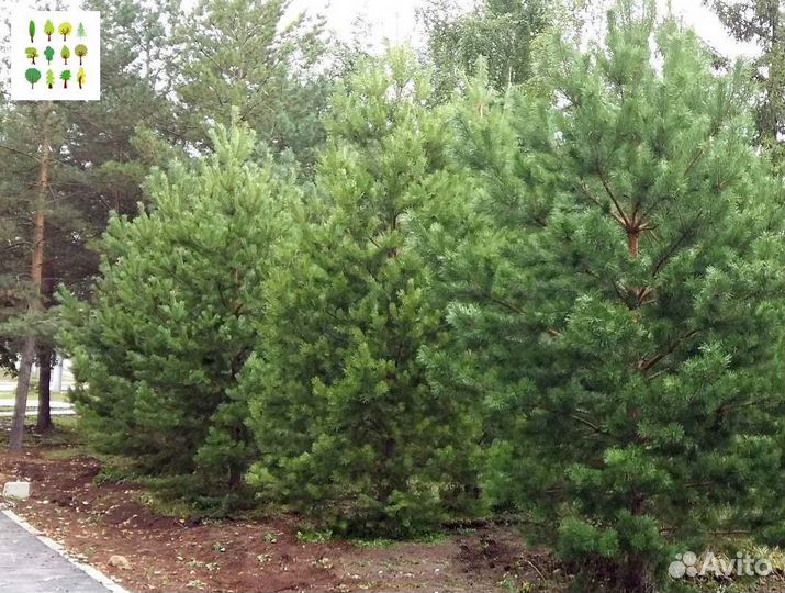 Саженцы сосна с гарантией