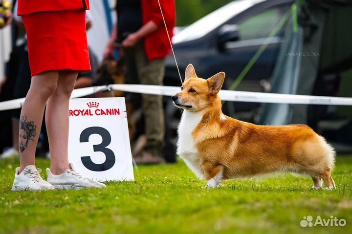 Кобель вельш корги пемрбок для вязки
