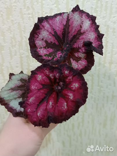 Детки бегоний