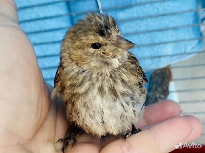 Лесные птицы щеглы,зеленушки