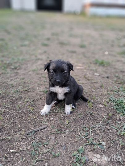 Отдам в добрые руки щенков