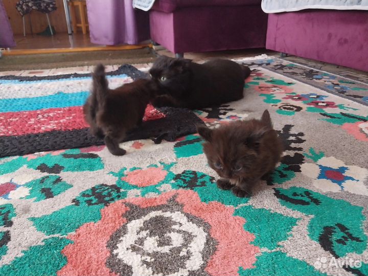 Котята в добрые руки девочки
