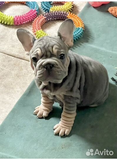 Бигроп вельвет девочка