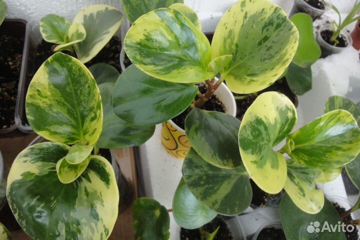 Пеперомия шлюмбергера бамбук кофе роза