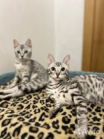 Бенгальские котята серебро объявление продам