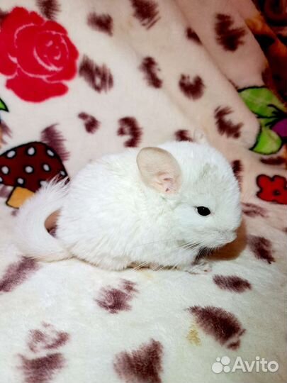 Шиншилла малыши 1,5 месяца