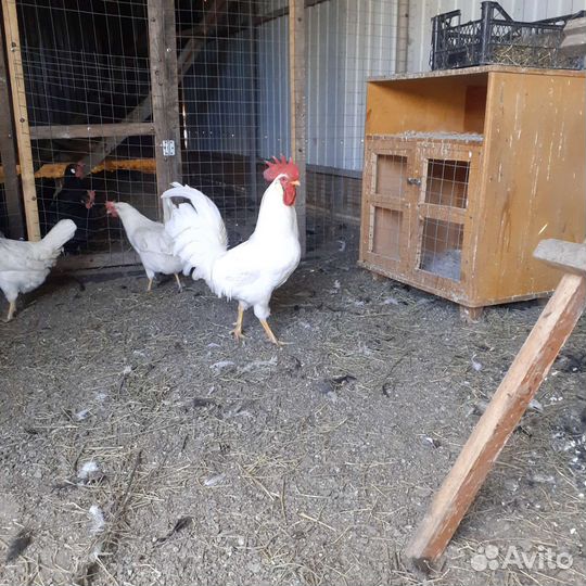 Минорка испанка, Легорн стандарт