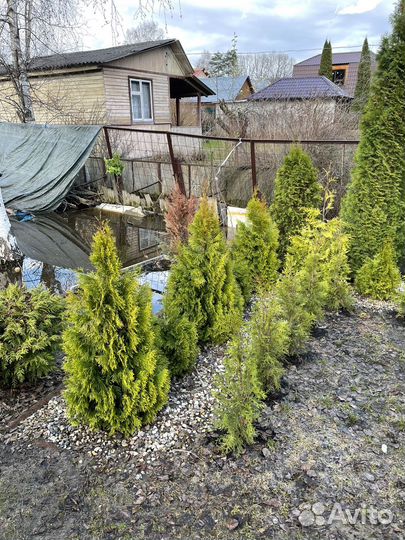 Туя смарагд