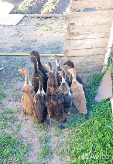 Утки индийский бегунок, селезень индоутки