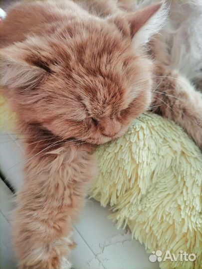 Котик