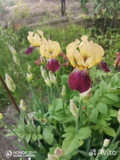 Продам излишки Ирисов