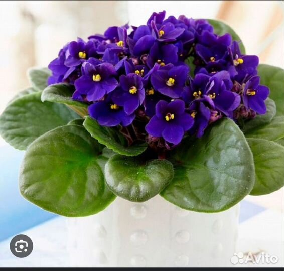 Комнатные цветы фиалки