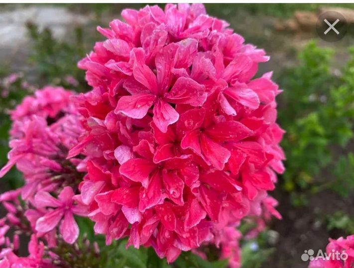 Шикарные флоксы. Лучшие сорта