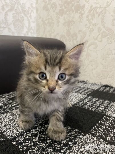Кошка