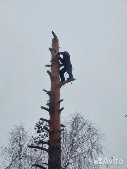 Спил деревьев частями