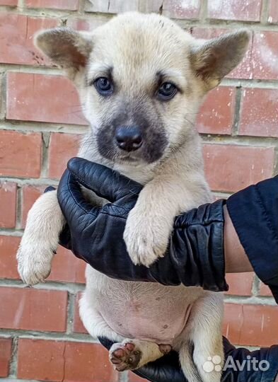 Щенок-девочка Кукла в дар