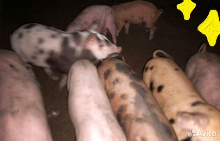 Поросята овцы бараны ягнята