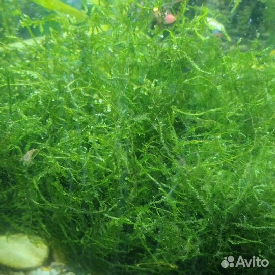 Аквариумные креветки и растения