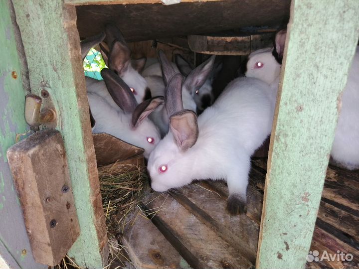 Кролики на развод