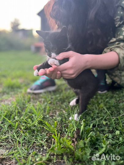 Котята