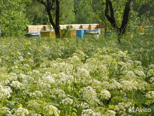 Мед 24 года из Алтая опт