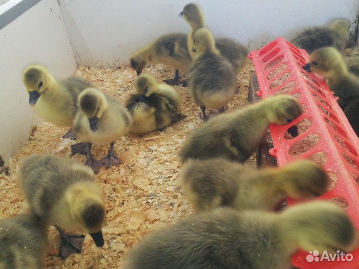 Гусята - Крупный Серый - Линда