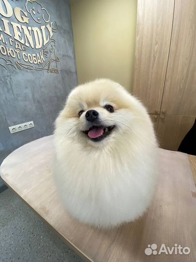 Груминг собак и кошек стрижка собак